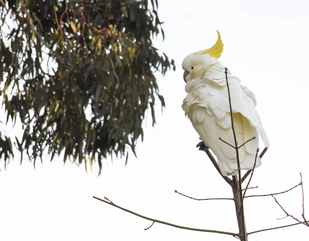 Why Do Cockatoos Dance