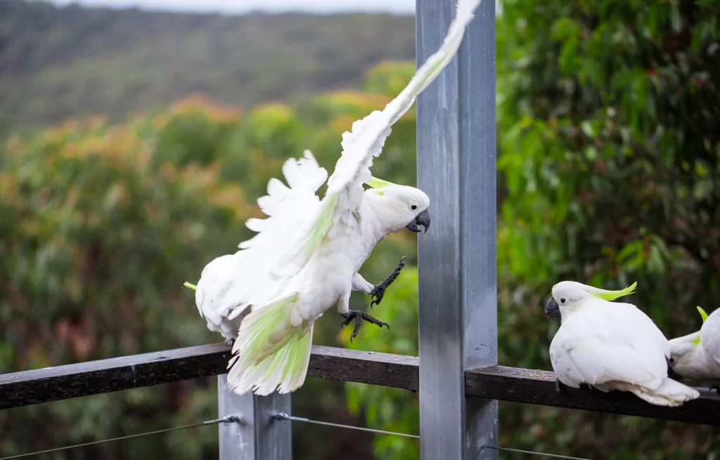 Why Do Cockatoos Dance