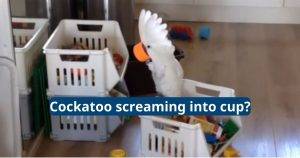 Cockatoo Screaming Into Cup
