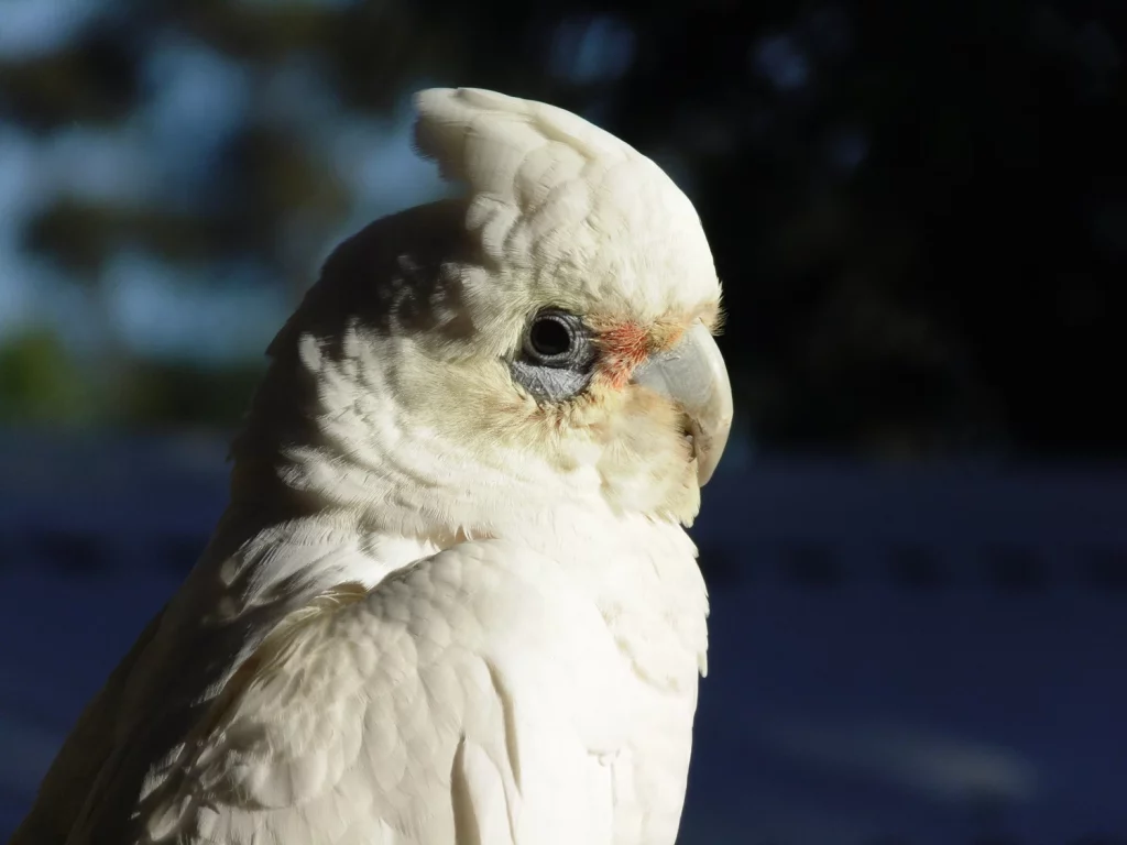 Why Do Cockatoos Headbang