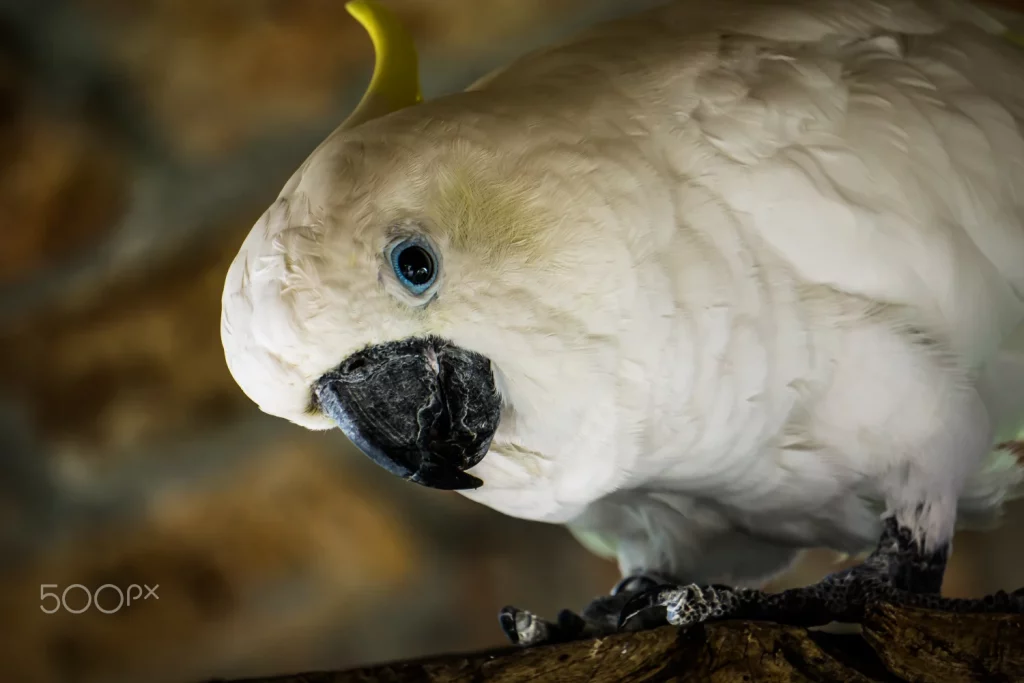 Why Do Cockatoos Headbang