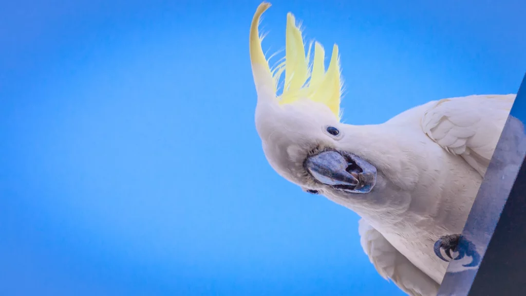 what can cockatoos not eat