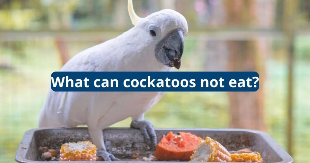 what can cockatoos not eat