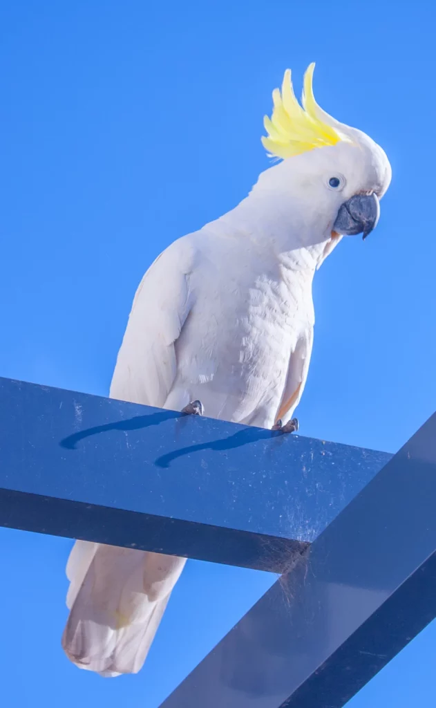 what can cockatoos not eat