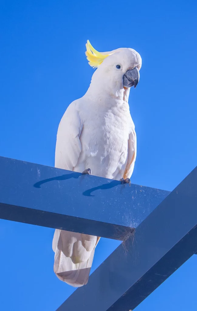 what can cockatoos not eat