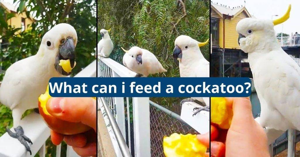 What Can I Feed a Cockatoo