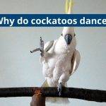 Why Do Cockatoos Dance?