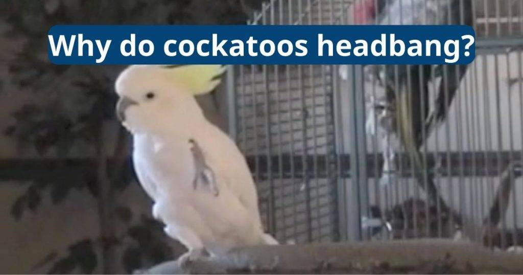 Why Do Cockatoos Headbang